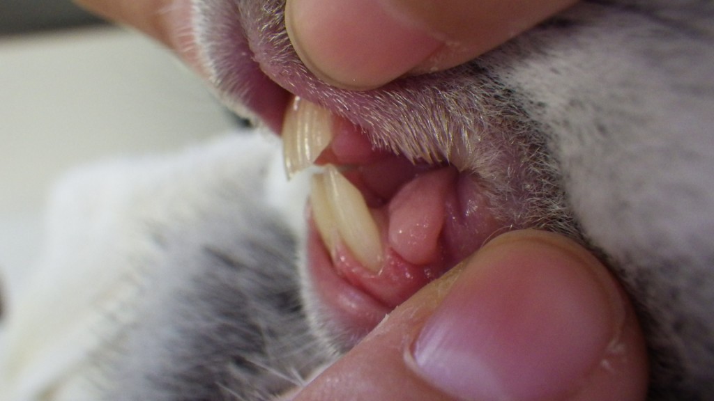 うさぎも歯が命。うさぎの歯科矯正。 平岡動物病院 公式ホームページ うさぎも歯が命。うさぎの歯科矯正。 平岡動物病院 公式ホームページ