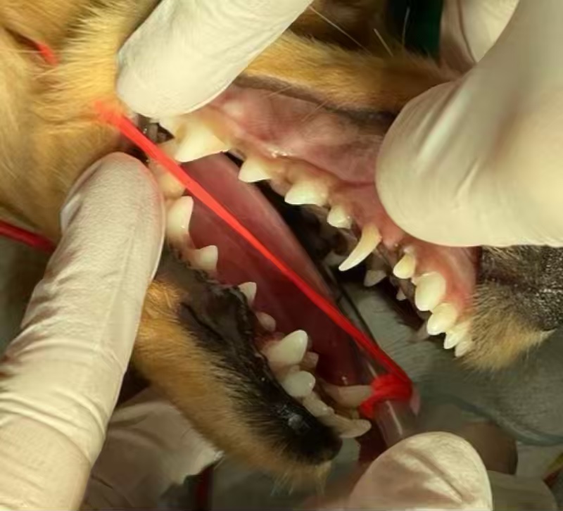 乳犬歯遺残による咬合不正に対する歯科矯正