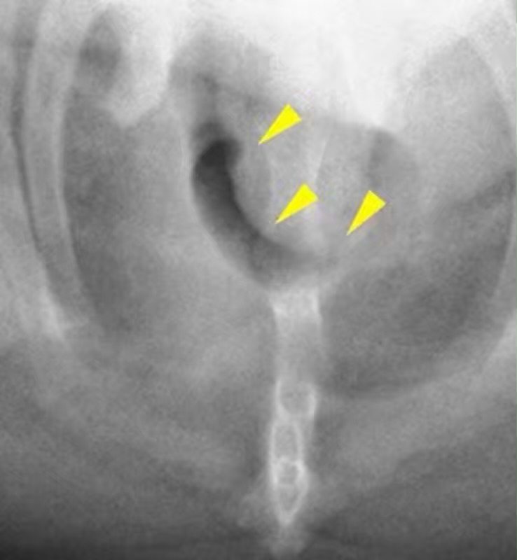 気管虚脱、15歳の柴犬