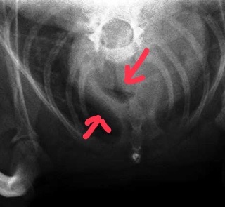 3歳チワワ、頸部気管虚脱